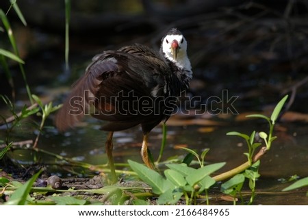 Similar – Image, Stock Photo Mother and Baby Muscovy ducklings Cairina moschata