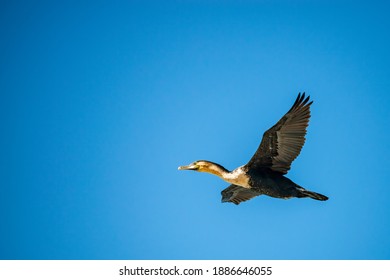 White breasted cormorant in flight
