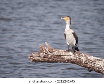 White Breasted Cormorant sits atop dead branch in water panting to cool down on summer day