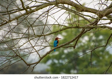 A White Breasted Kingfisher In Pobitora Wildlife Sanctuary