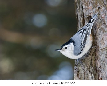 White Breasted Nuthatch