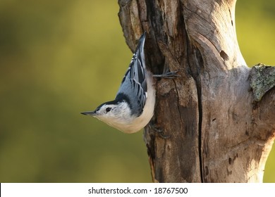 White Breasted Nuthatch