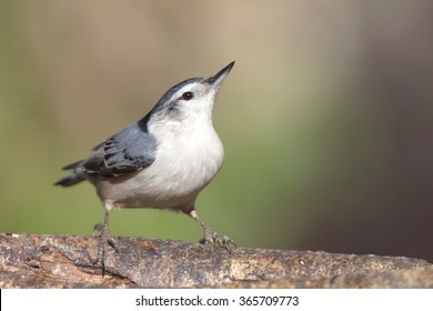 White Breasted Nuthatch