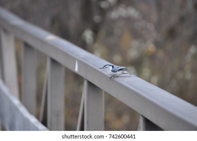 White breasted nuthatch