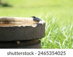 White Breasted Nuthatch Bird North Carolina