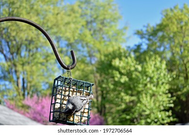 White Breasted Nuthatch Feeding On Suet In Oakland County, MI 