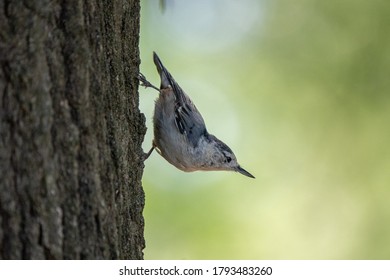 58 White breasted nut hatch Images, Stock Photos & Vectors | Shutterstock