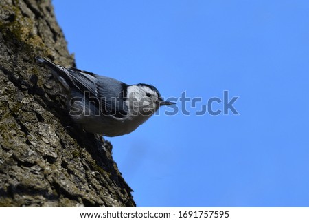 White Breasted Nuthatch on side of tree