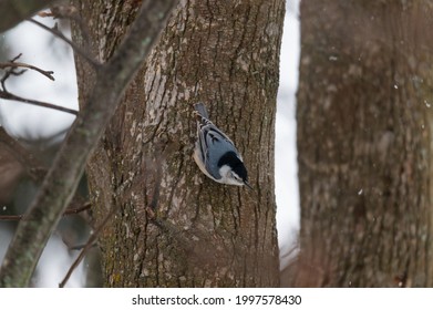 A White Breasted Nuthatch On A Tree During A Snowstorm In Linden, Michigan.