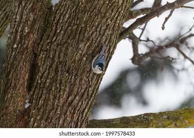 A White Breasted Nuthatch On A Tree During A Snowstorm In Linden, Michigan.