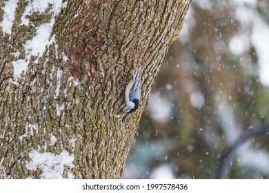 A White Breasted Nuthatch On A Tree During A Snowstorm In Linden, Michigan.