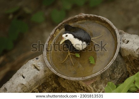 the white breasted water hen sitting on a water bowl