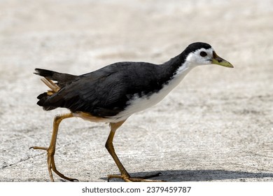 A white breasted waterhen, Amaurornis phoenicurus, in Southeast Asia.