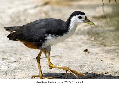 A white breasted waterhen, Amaurornis phoenicurus, in Southeast Asia.