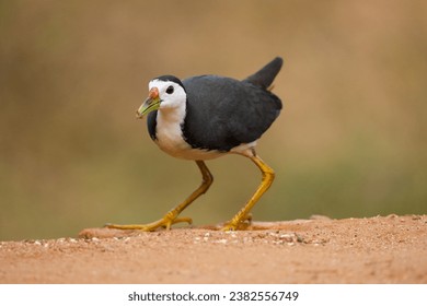 The white breasted waterhen, Amaurornis phoenicurus walking on ground found in south Asian subcontinent India.