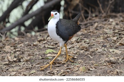 White Breasted waterhen in Bharatpur Bird Sanctuary. It is a waterbird of rail and crake family. They are dark slaty birds with a clean white face, breast and belly.