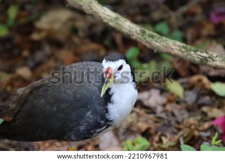 White breasted waterhen in a park