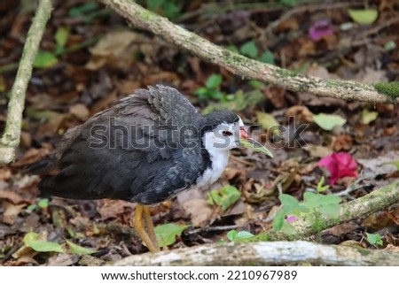 White breasted waterhen in a park