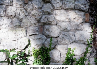 White Brick Wall Covered With Ivy.