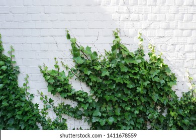 White brick wall overgrown with green ivy. Natural background with empty space.           