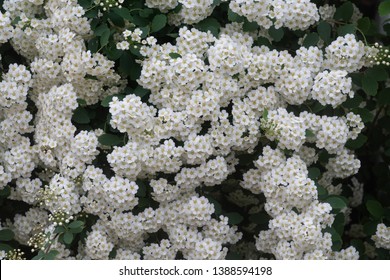 Bridal Wreath Spirea Hd Stock Images Shutterstock