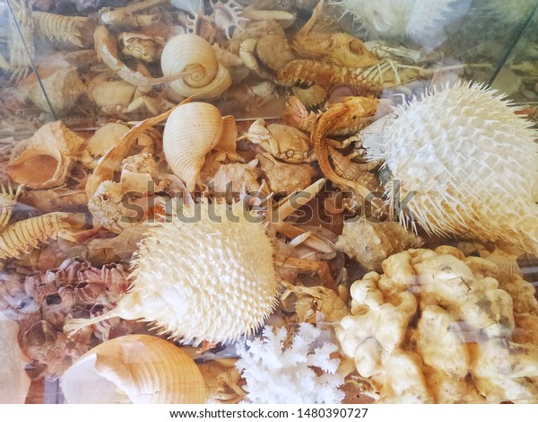 White Bright Seashells Closeup Starfish Sea Stock Photo Edit Now