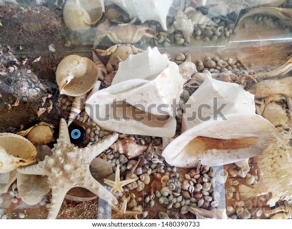 White Bright Seashells Closeup Starfish Sea Stock Photo Edit Now