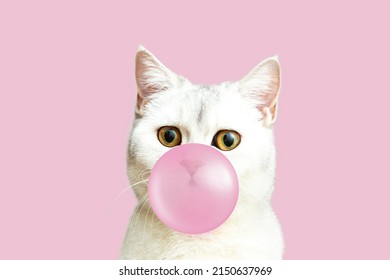 White British cat blows a bubble from pink chewing gum. Humor. It's better to chew than to talk.
