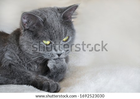 white british cat isolated sitting looking laying lazy black and white,portrait thinking 