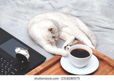 White British cat with  laptop, cup of coffee and alarm clock.  Concept for online learning, work from home, self-isolation. Humor. - Powered by Shutterstock