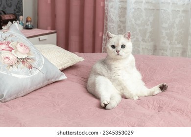 A white British cat sits on the owner's bed in the bedroom. Pink room. Photo - Powered by Shutterstock
