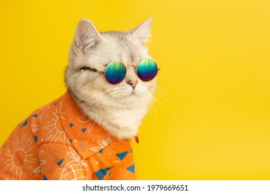 Adorable White Cat Sunglasses Shirt Lies Stock Footage Video (100% ...