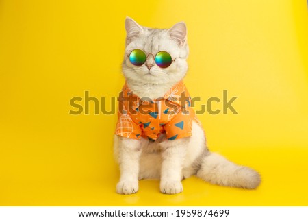 White british cat are wear sunglass and shirt in concept summer on the yellow background.
