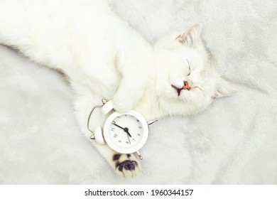 Chaton Brouille Images Photos Et Images Vectorielles De Stock Shutterstock