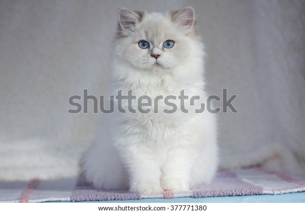 White British Longhair Young Cat Blue Stockfoto Jetzt Bearbeiten