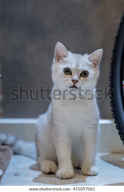 White British Shorthair Cat White Gray Stock Photo Edit Now