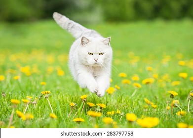 White British Shorthair Cat Jumping On The Field With Dandelions