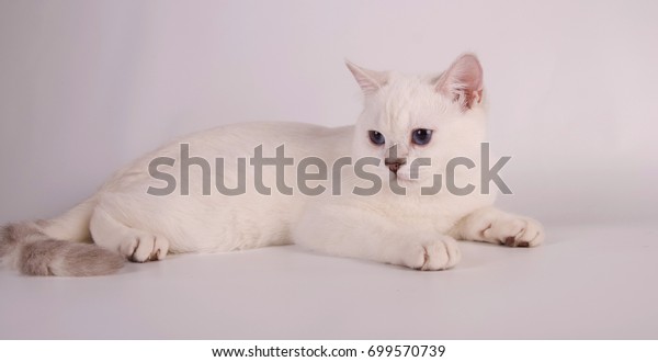 White British Shorthair Cat On White Stock Photo Edit Now 699570739