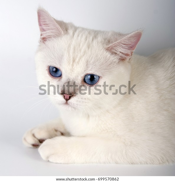 White British Shorthair Cat On White Stock Photo Edit Now 699570862