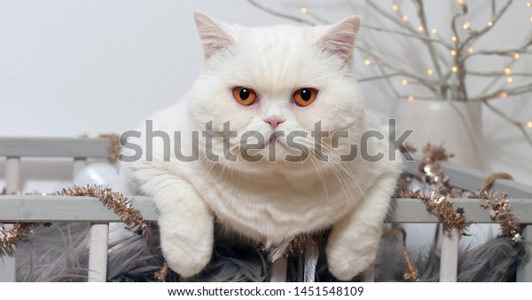 White British Shorthair Cat Orange Eyes Stock Photo Edit Now