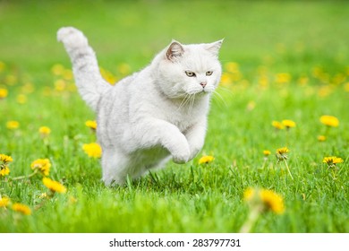 White British Shorthair Cat Running Outdoors