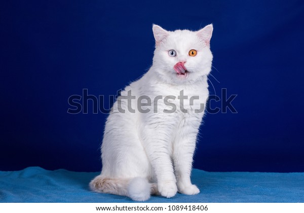 White British Shorthair Cat Sitting On Stock Image Download Now