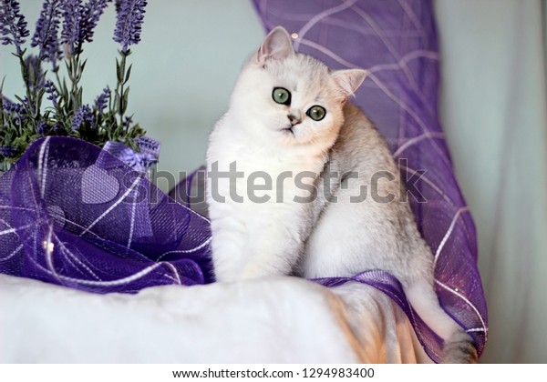 lavender british shorthair