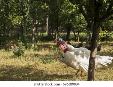 White Broad Breasted   Turkey Is Making Sound On A Small Farm.