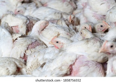 white broiler chicken chicks are raised to generate financial income from the sale of quality poultry meat chicken, a genetically improved broiler breed of chicken allows you to get a large amount of - Shutterstock ID 1858756552