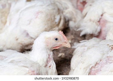 white broiler chicken chicks are raised to generate financial income from the sale of quality poultry meat chicken, a genetically improved broiler breed of chicken allows to get a large amount of meat