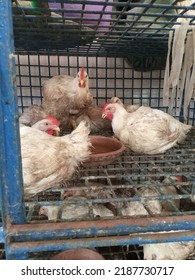 White Broiler Chicken In A Dirty-looking Cage At Poultry Shop. The Cruelty With Hens Is Very Common 