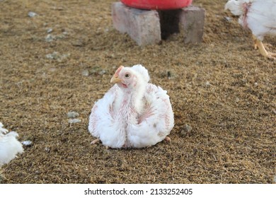 White broiler chicken in the farm