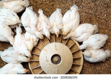 White Broiler Chicken At The Poultry Farm