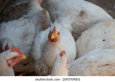white broiler chickens in the farm yard, chickens communicate